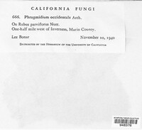 Phragmidium occidentale image